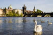 Vltava River In Prague With Its Beautiful Swans