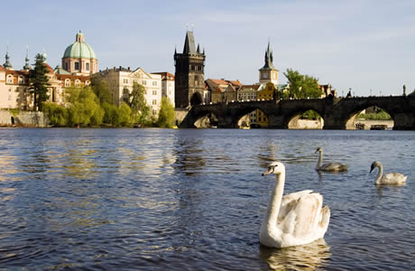 Vltava river in prague with its beautiful swans photo